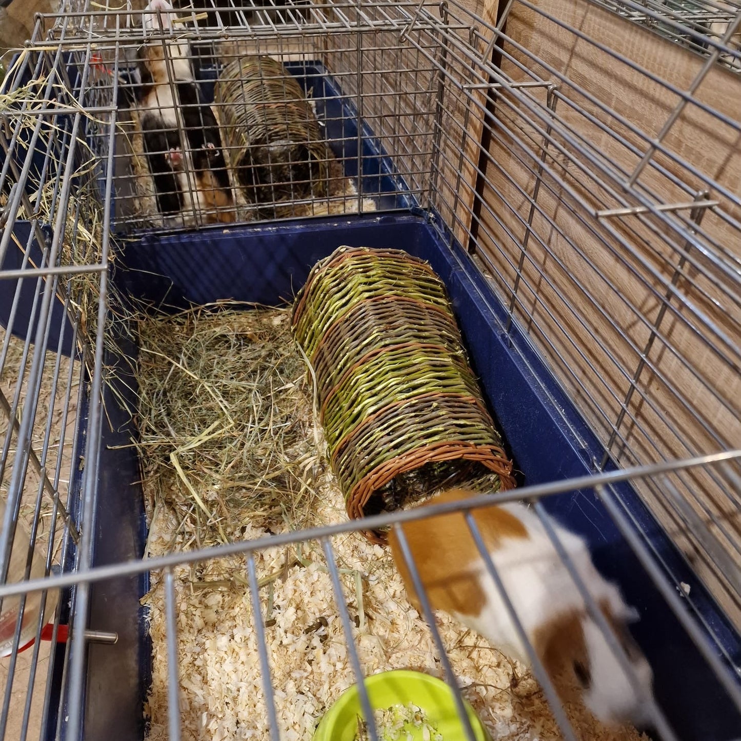 Pīts klūgu tunelis jūrascūciņām (SALA 198)