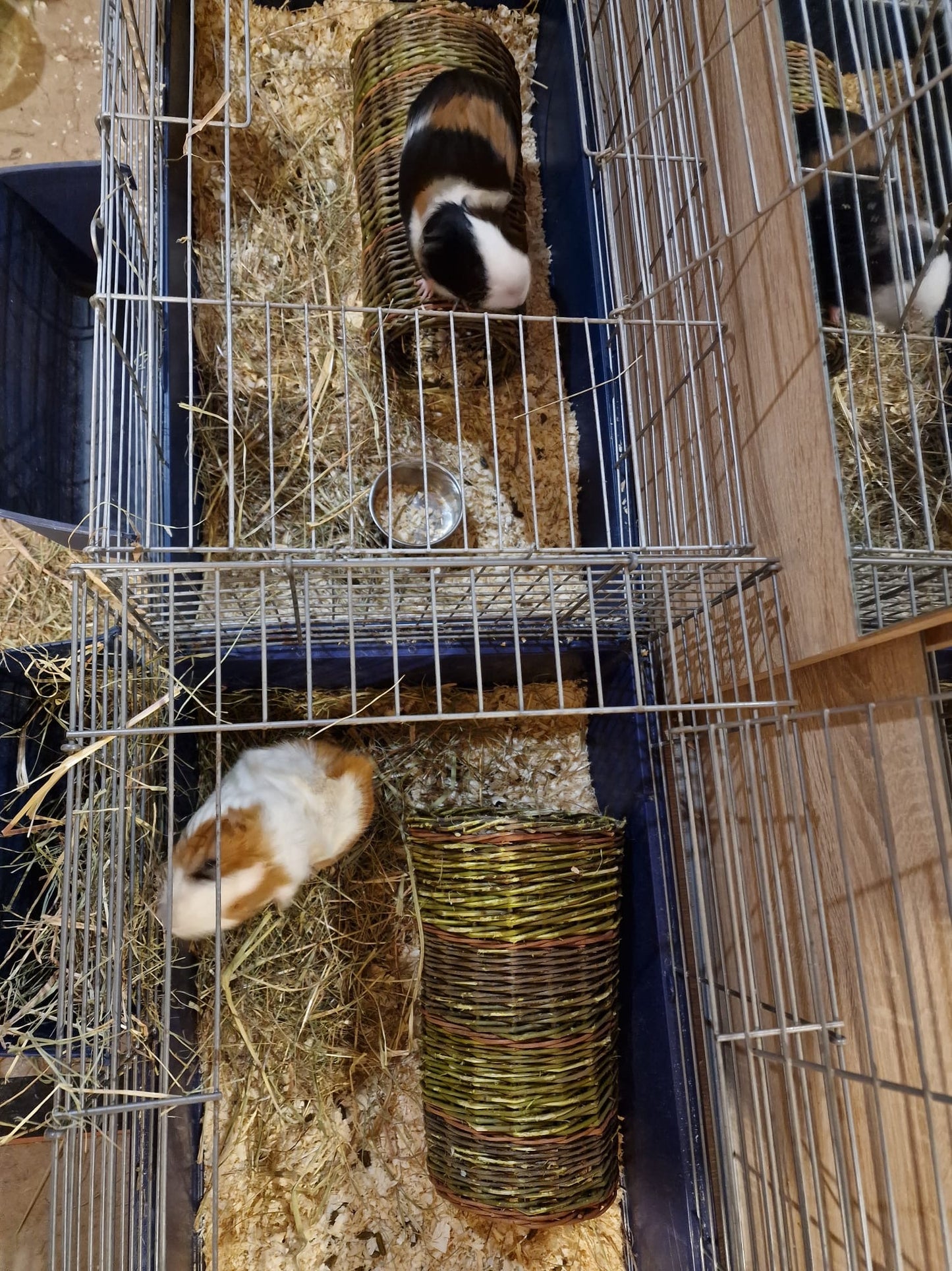 Pīts klūgu tunelis jūrascūciņām (SALA 198)