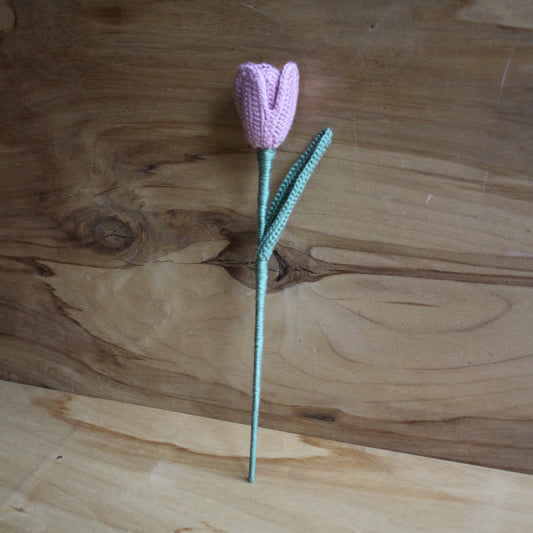 Tamborēta tulpe  (INBA 21)