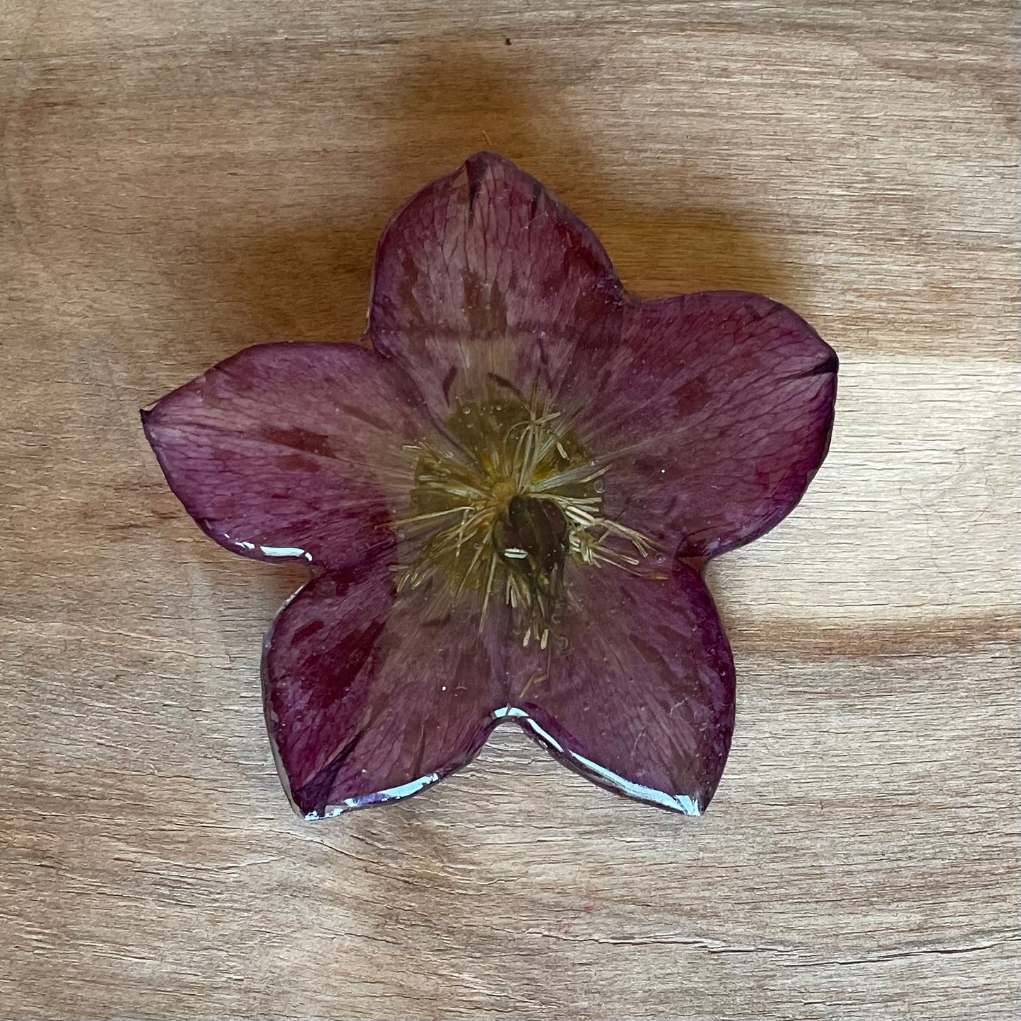 Brooch with a natural flower (DAMI 40)